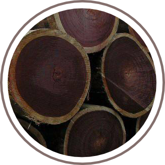 Teak Wood Logs - Faith Lumber